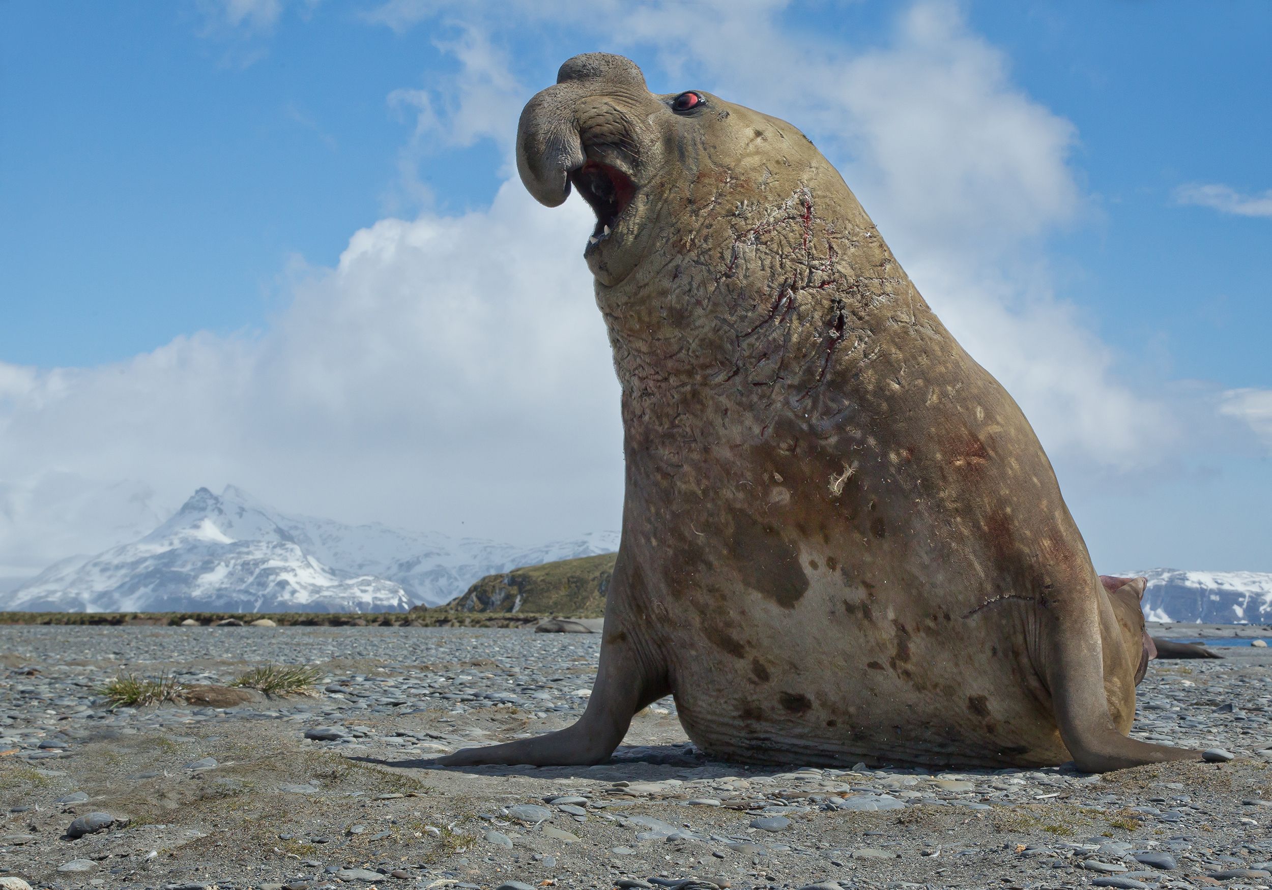 Elephant seal, South Georgia, Antarctica