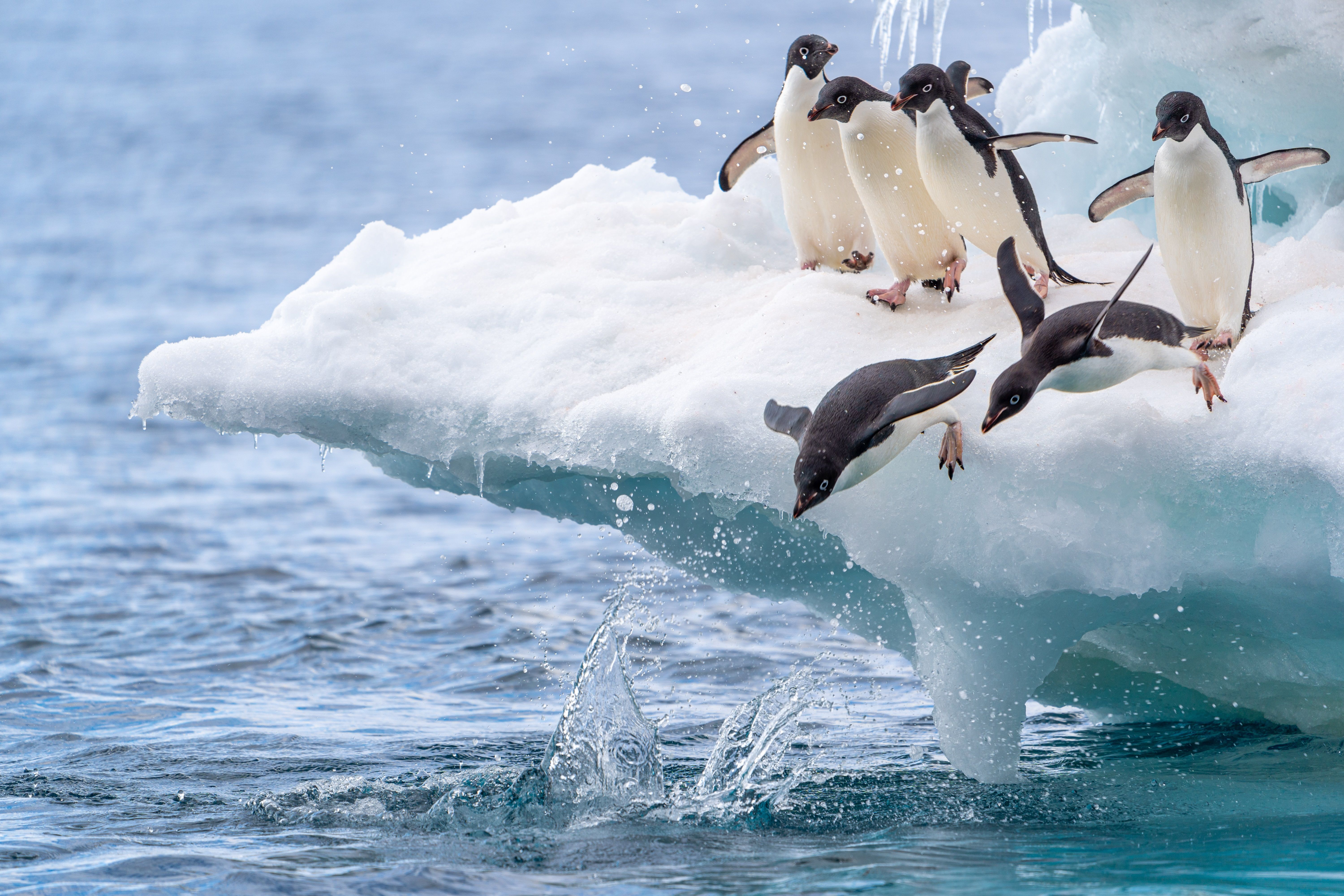 Adeline penguins dive, Antarctica