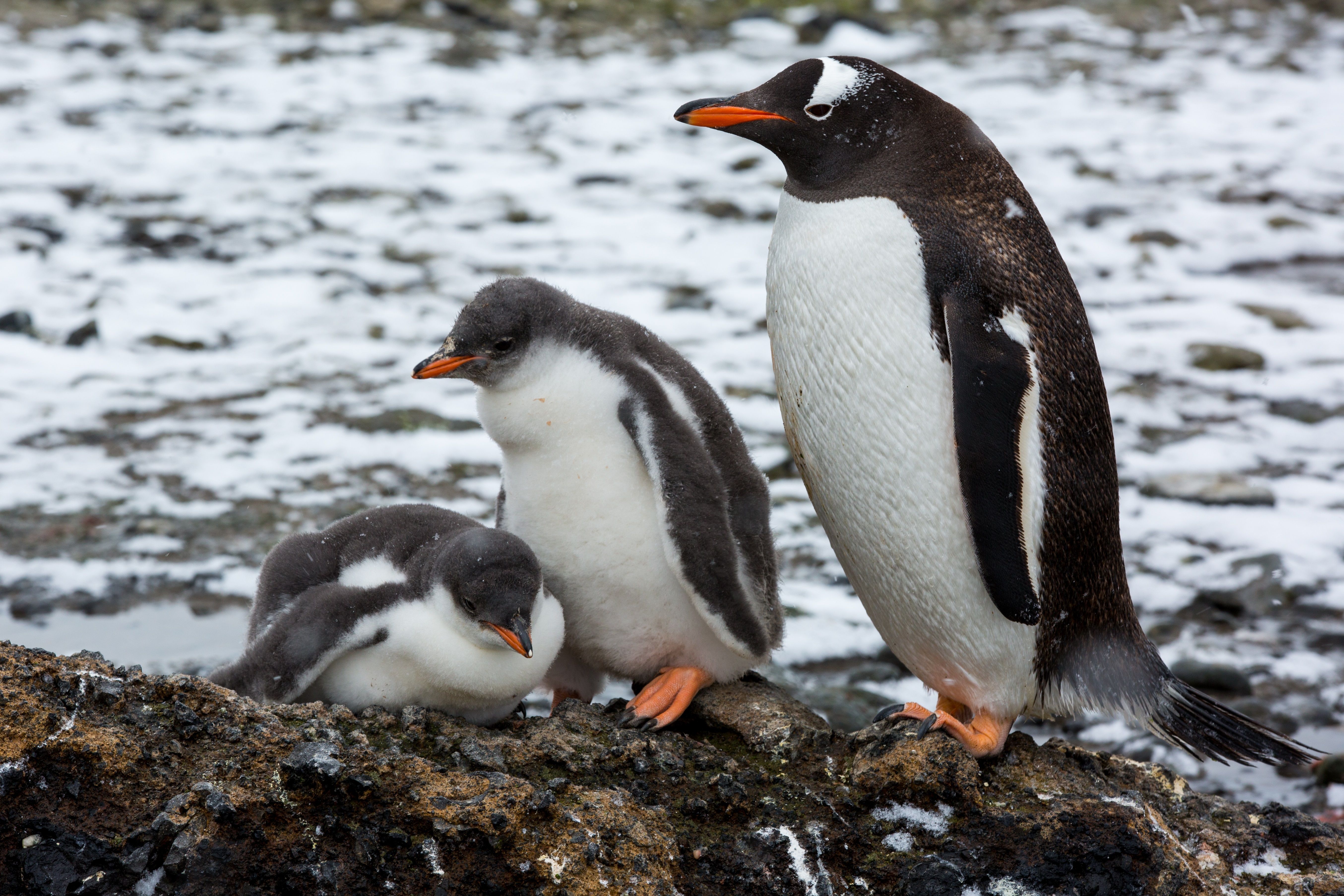 Gentoo Penguins, Brown Bluff, Antarctica