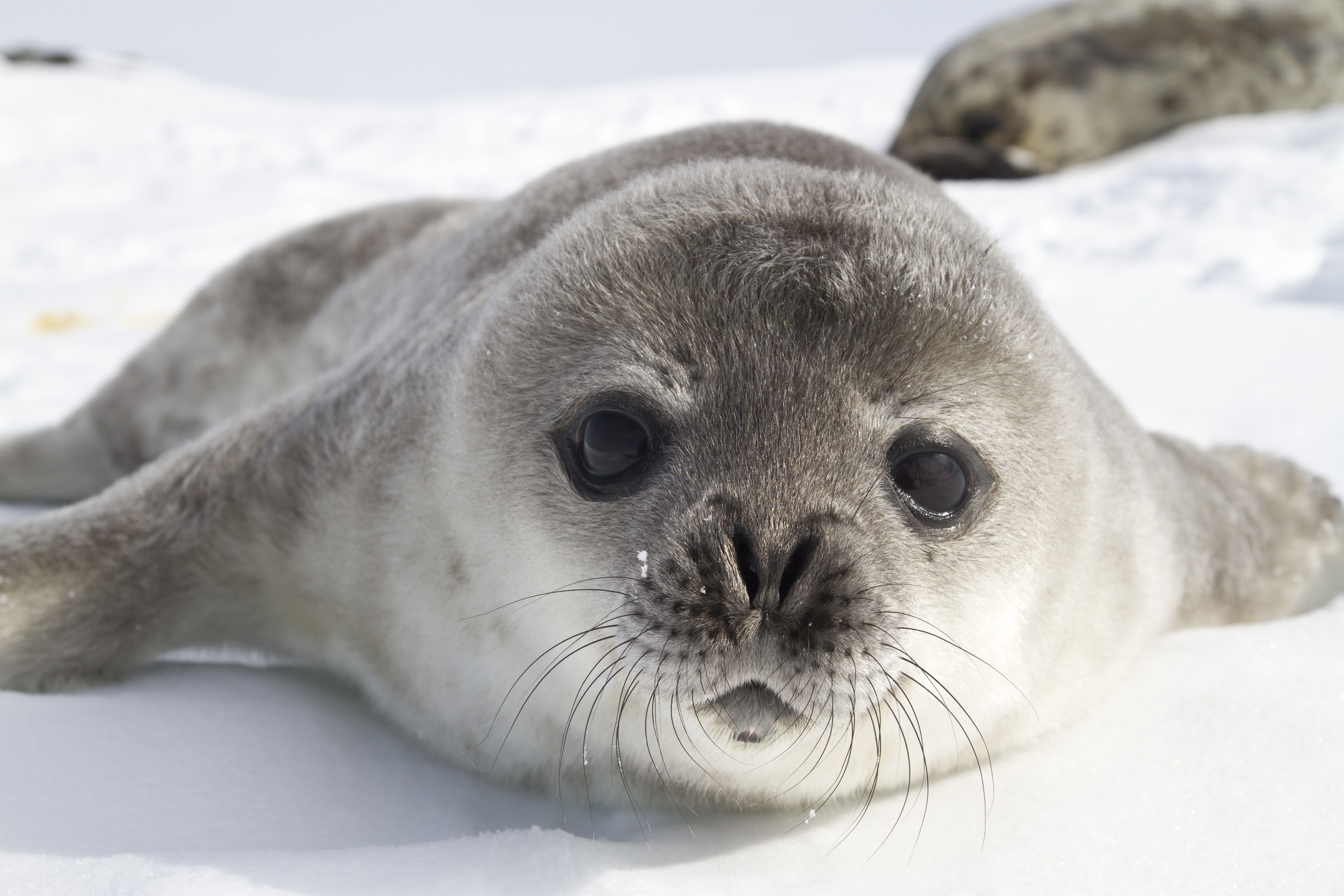 Weddel sea pup, Antarctica