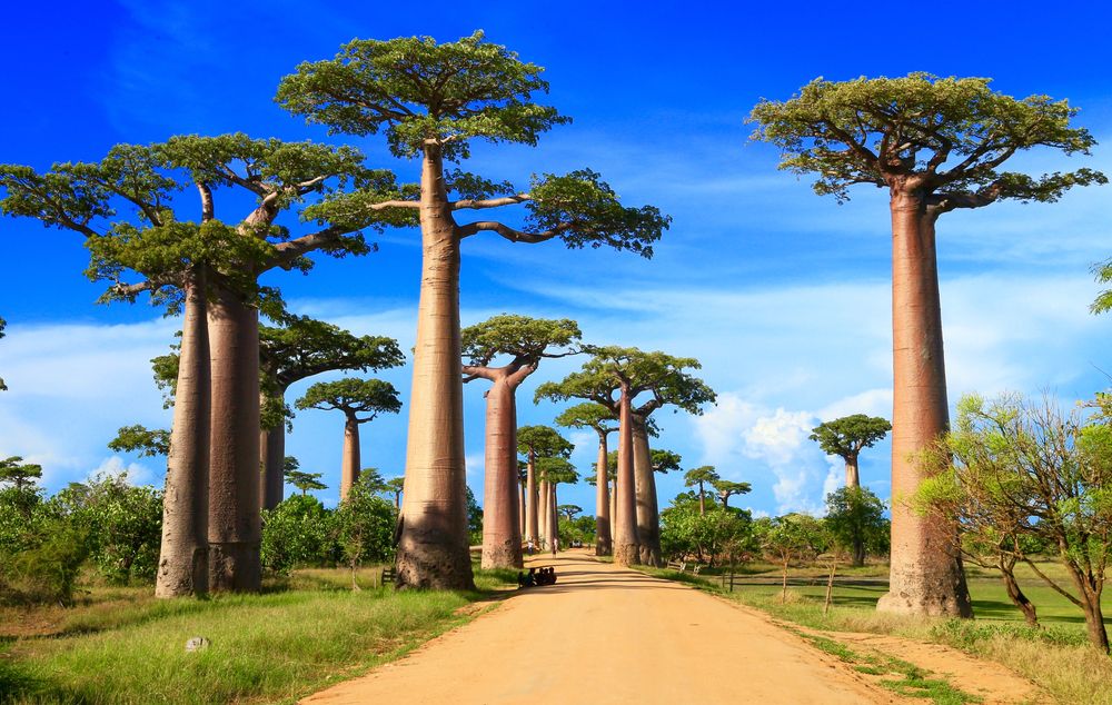 Baobab street, Madagascar, Africa