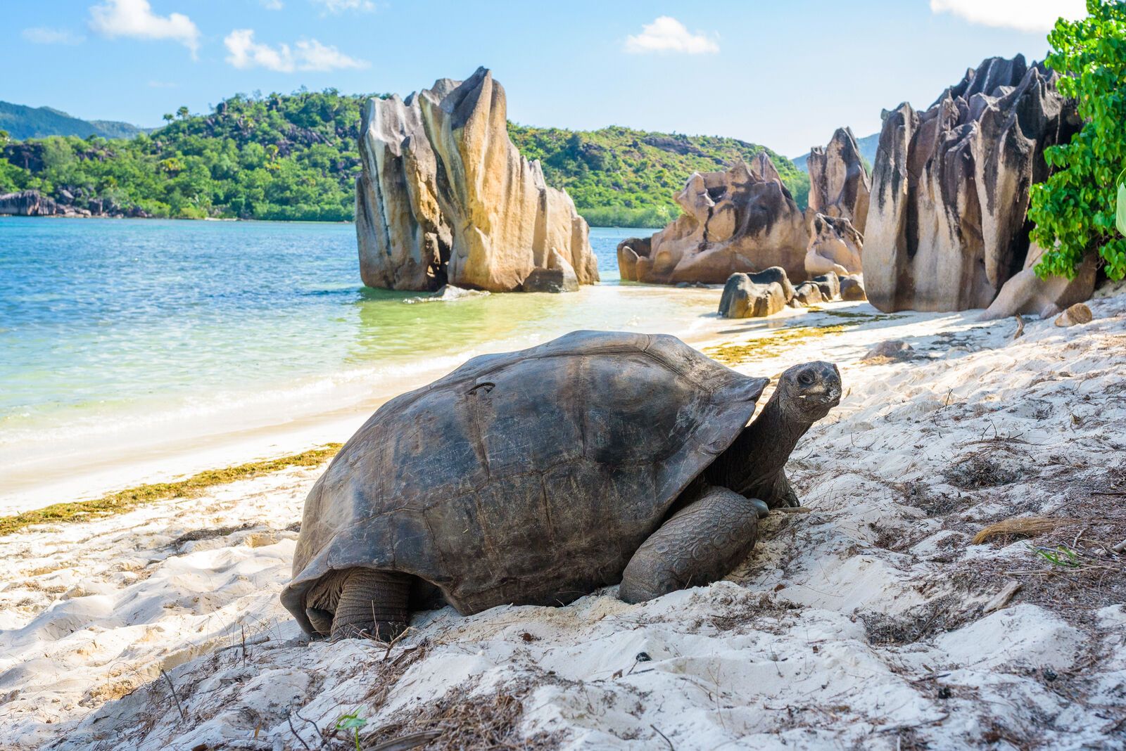 Giant tortoise in profile, Aldabra Island, Paradise Islands of the Indian Ocean