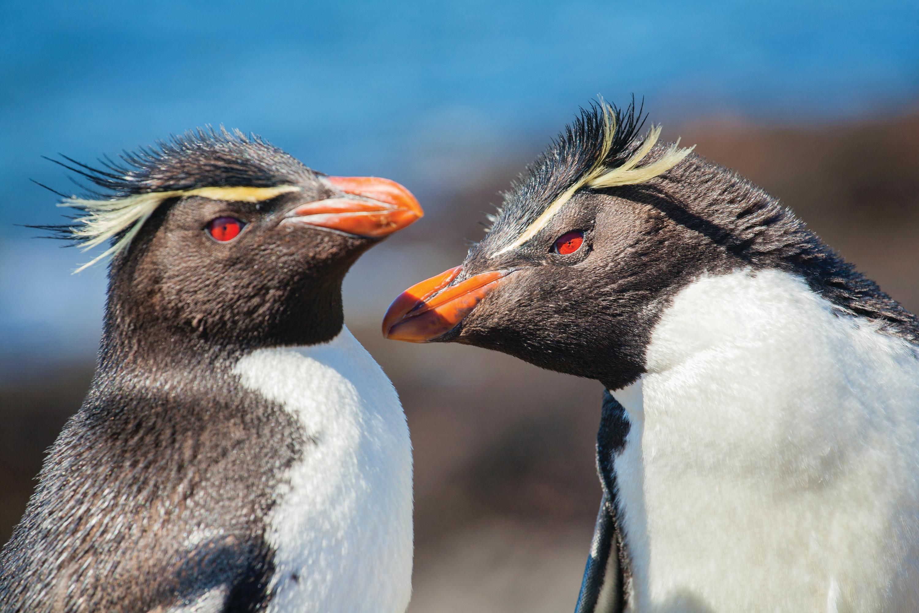 Patagonia: Chilean Fjords and Argentina’s Staten Island