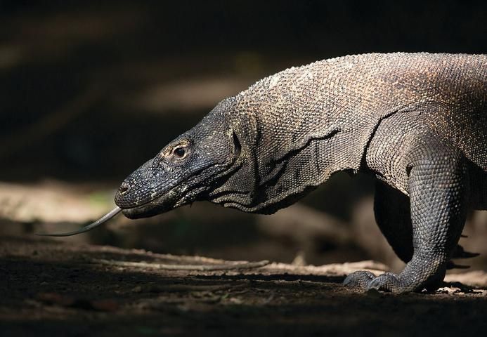 Komodo Island, Indonesia