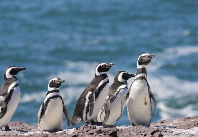 Puerto Madryn, Argentina, South America