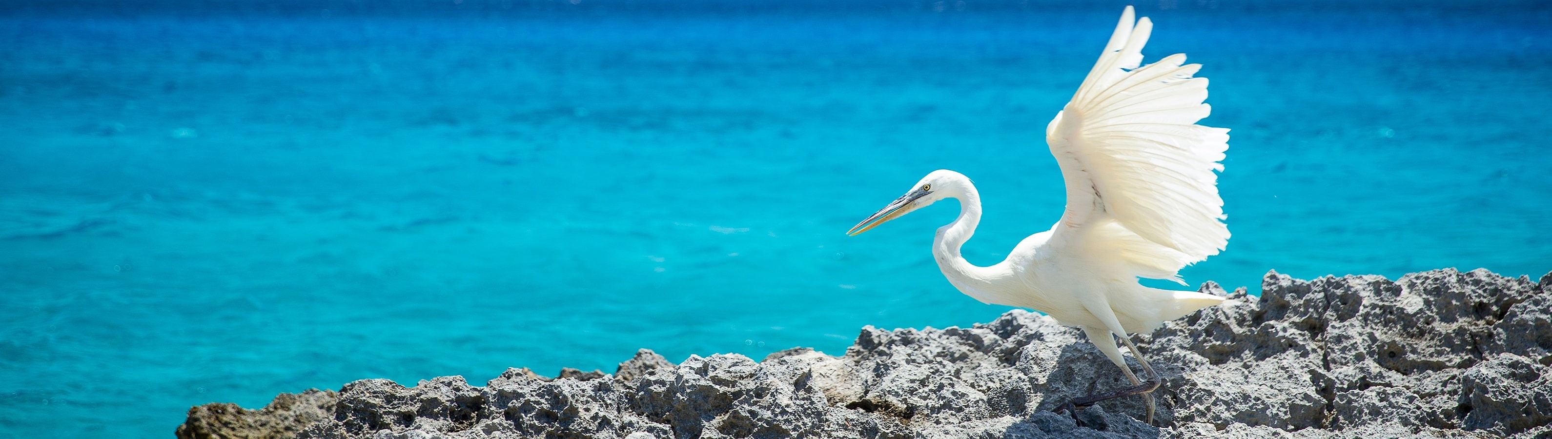Caribbean & Bahamas