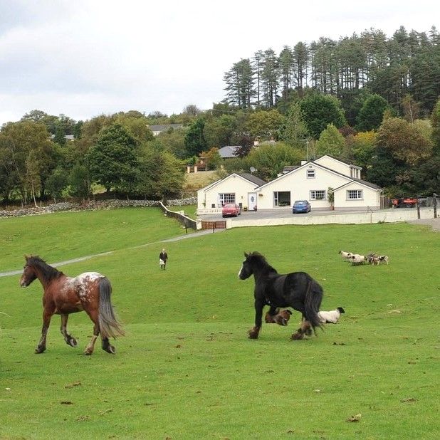 CO.KERRY KILLARNEY-MUCKROSS RIDING STABLES B AND B
