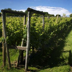 Llanerch Vineyard