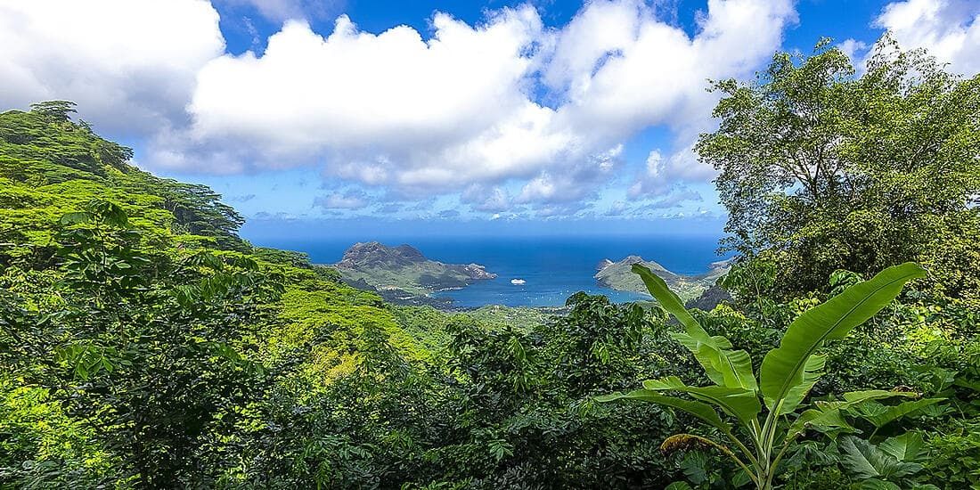 Polynesian Bliss