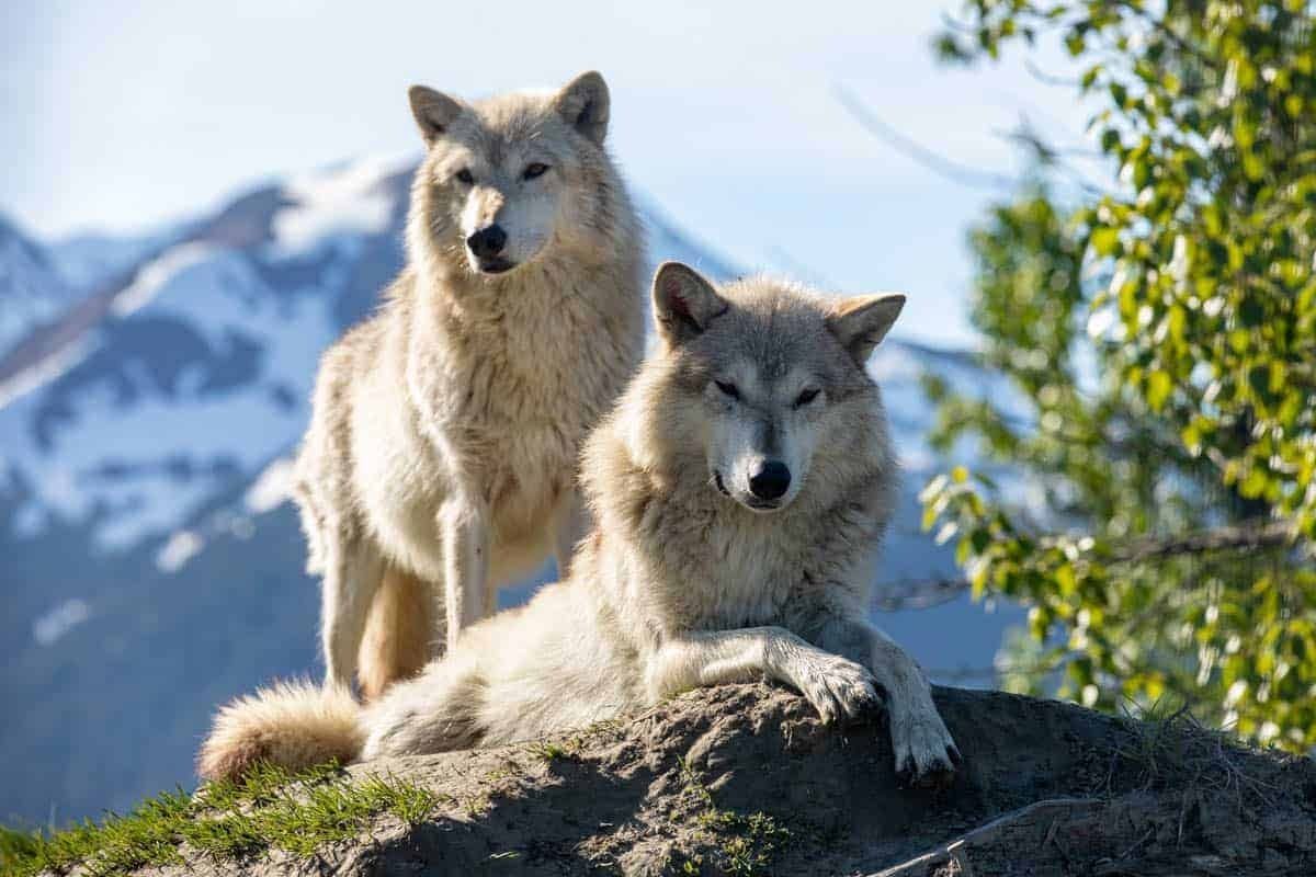Alaska Land/Cruise Tour - 14-day Denali Valdez Explorer South Bound Cruise Tour on Norwegian Jade