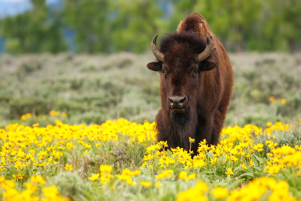 Custom Yellowstone & Grand Teton National Parks Luxury Adventure Tour