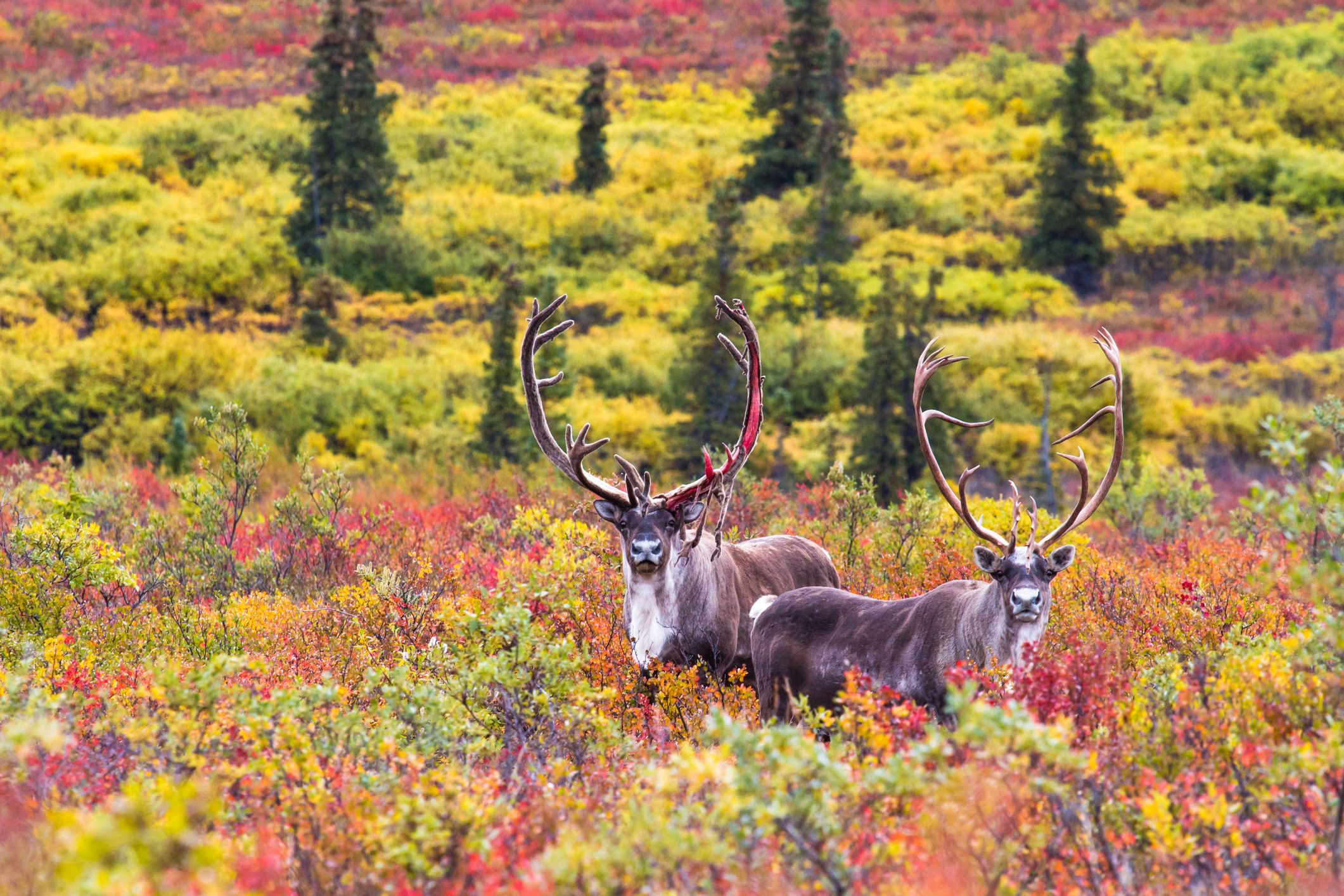 Custom Alaska Denali & Kenai Fjords National Parks Adventure Tour