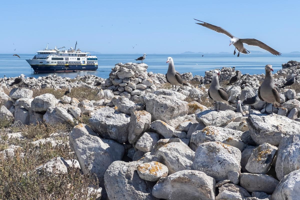 National Geographic Sea Bird